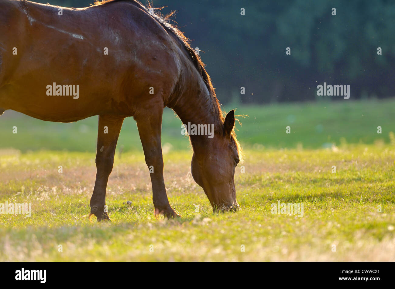 Un cavallo selvaggio testa ritratto di profilo Foto Stock