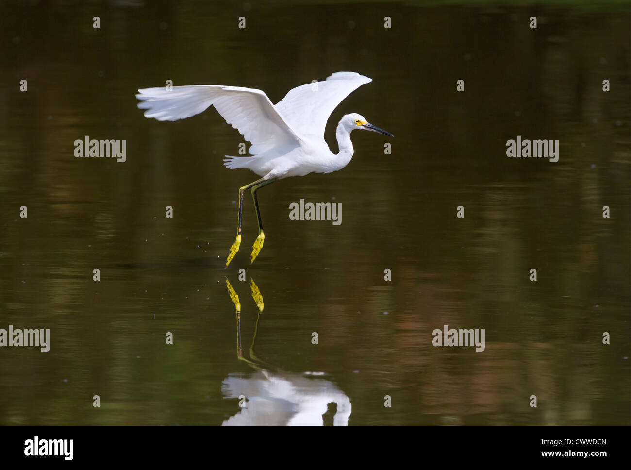 Snowy garzetta (Egretta thuja) volare su un lago (Sud Carolina, USA). Foto Stock