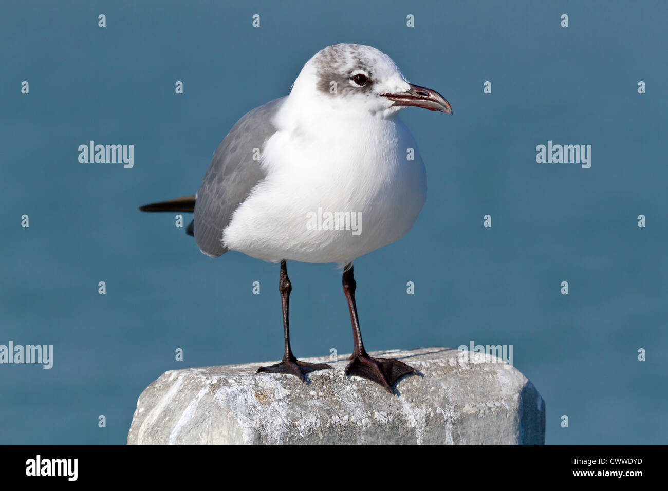 Sea Gull in piedi sul cemento palificate a Fort De Soto county park in Tierra Verde, Florida Foto Stock