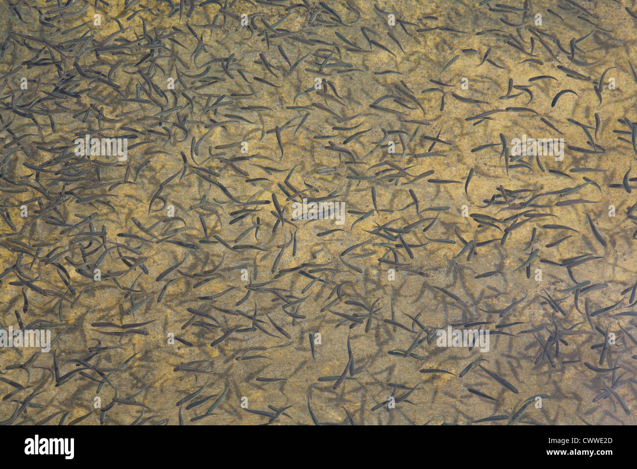 Le messe nere di piccoli avannotti di trota (circa 40 a una libbra) in una canalina a Big Spring Fish Hatchery, Lewistown, MT. Foto Stock