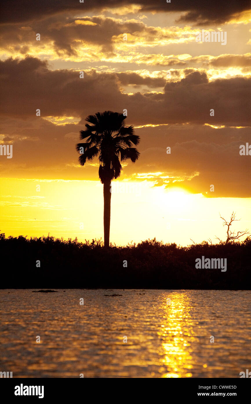 African tramonto tropicale con Palm tree, Lago Manze, Riserva Selous Tanzania Africa Foto Stock
