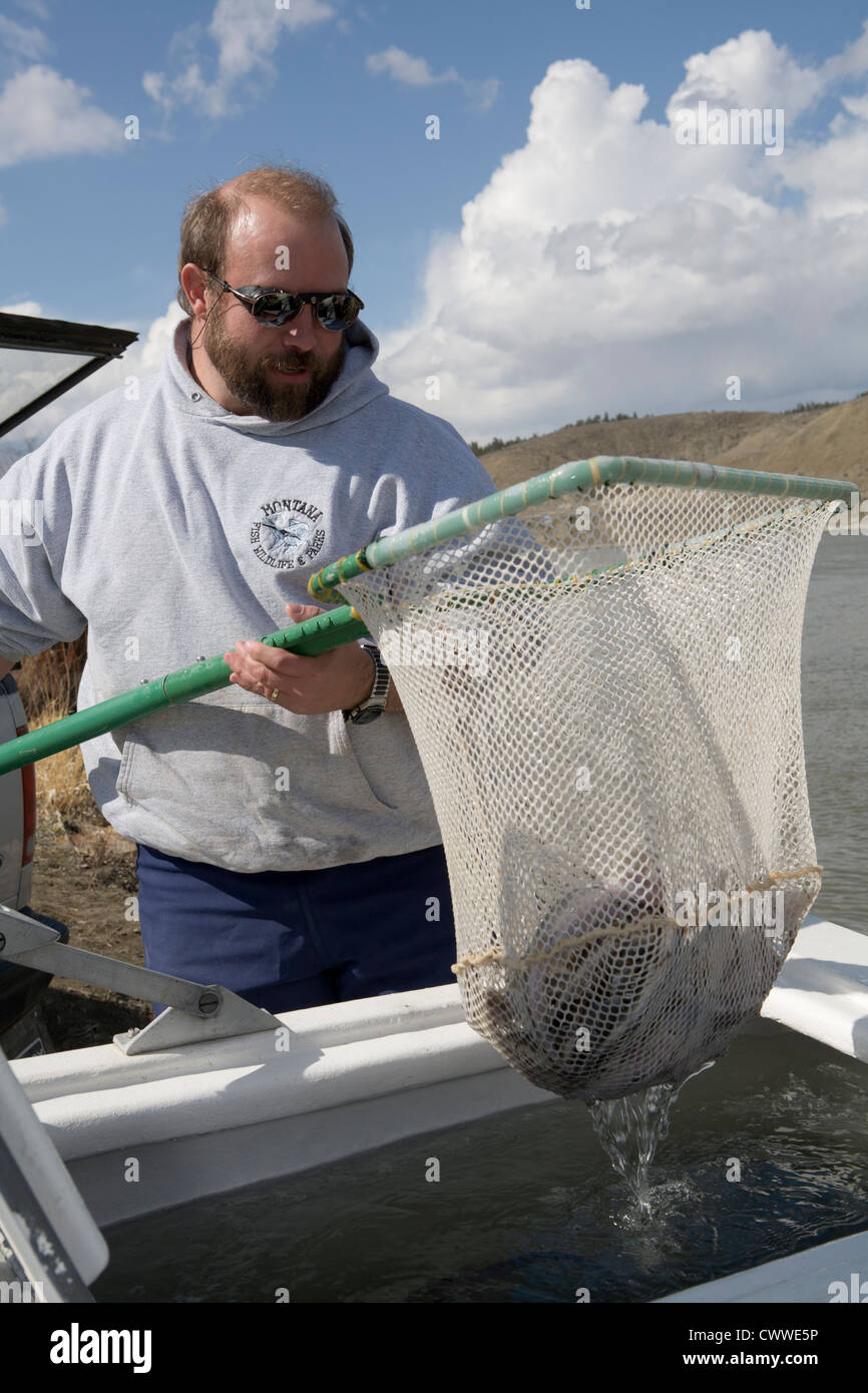 Montana FW&P biologo pesca scoop net di pallida storione (Scaphirhyncus  albus) dal serbatoio del carrello per la semina Foto stock - Alamy