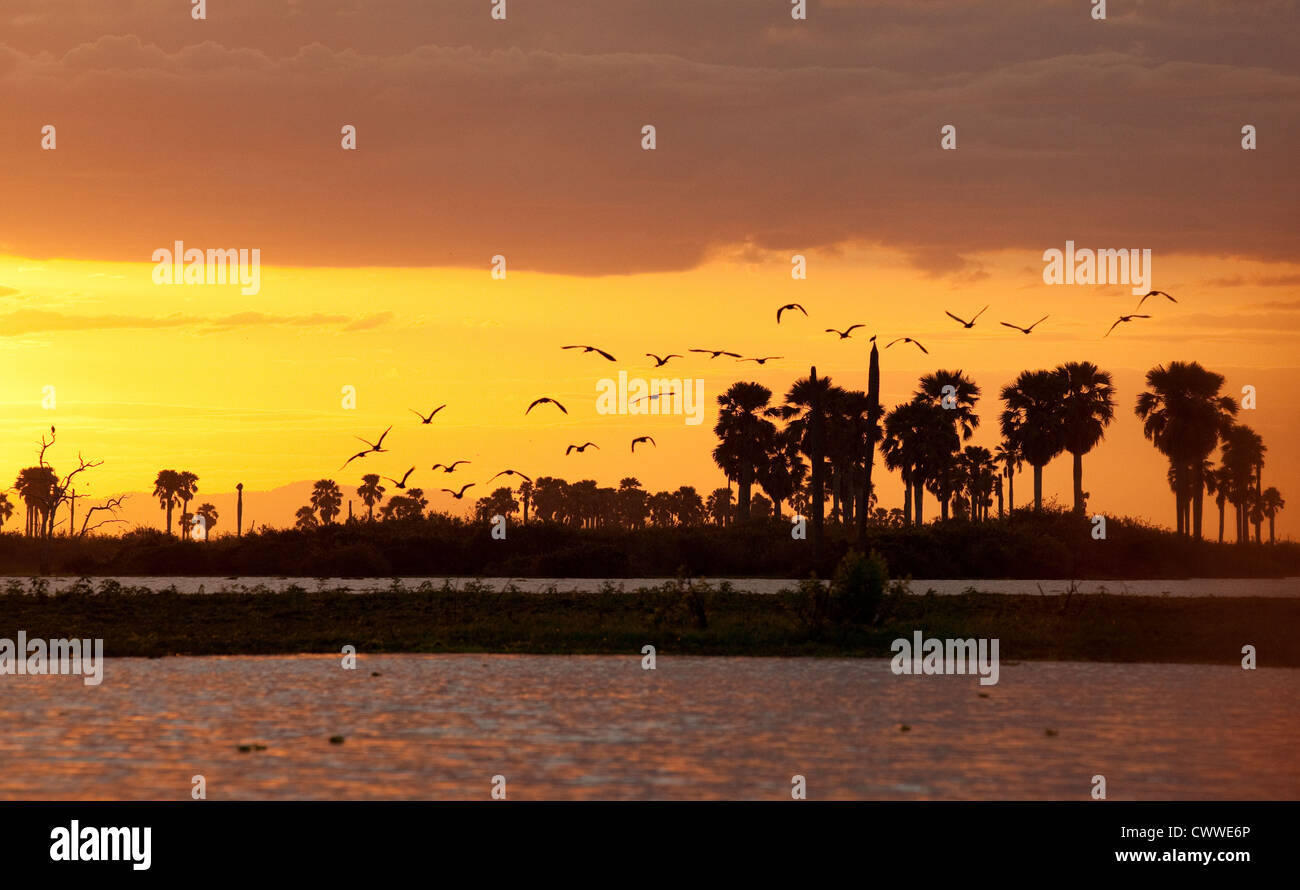 Uno stormo di uccelli sopra il lago di manze al tramonto la Riserva Selous, Tanzania Africa Foto Stock