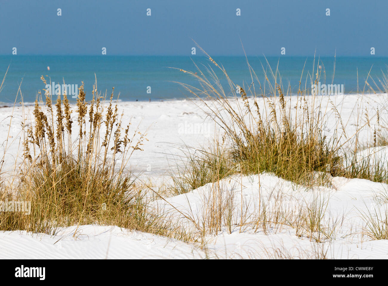 Dune e erbe del mare lungo la linea costiera di Fort De Soto county park in Tierra Verde, Florida Foto Stock