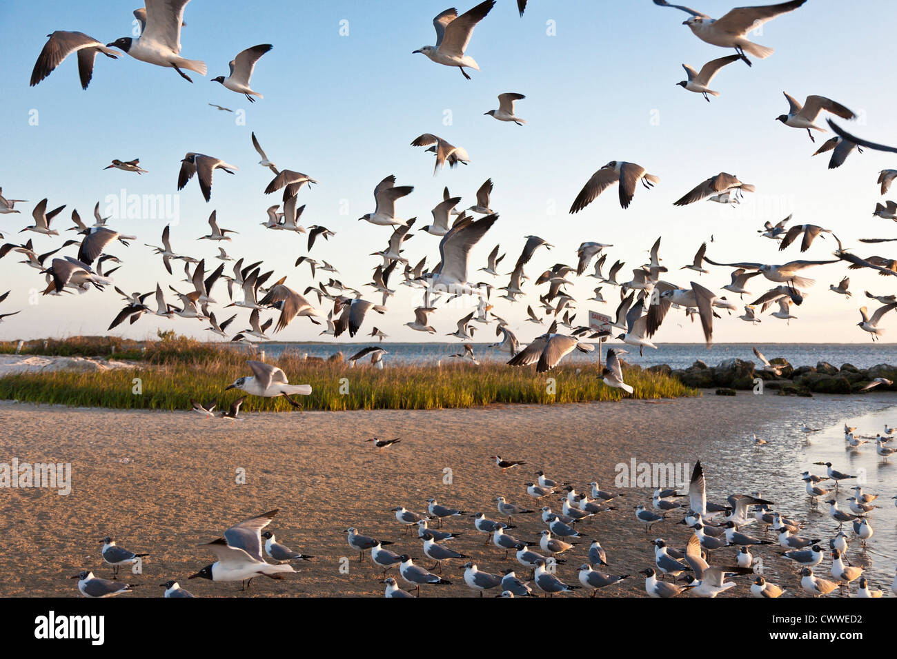 A Flock of Seagulls alimentazione su Fort Island Gulf Beach a bassa marea nei pressi di Crystal River, Florida Foto Stock