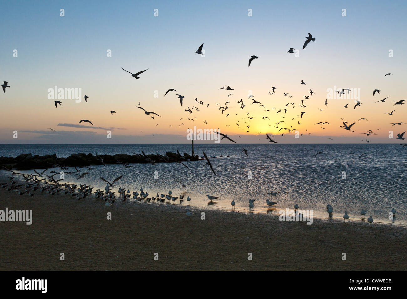 A Flock of Seagulls alimentazione su Fort Island Gulf Beach a bassa marea nei pressi di Crystal River, Florida Foto Stock
