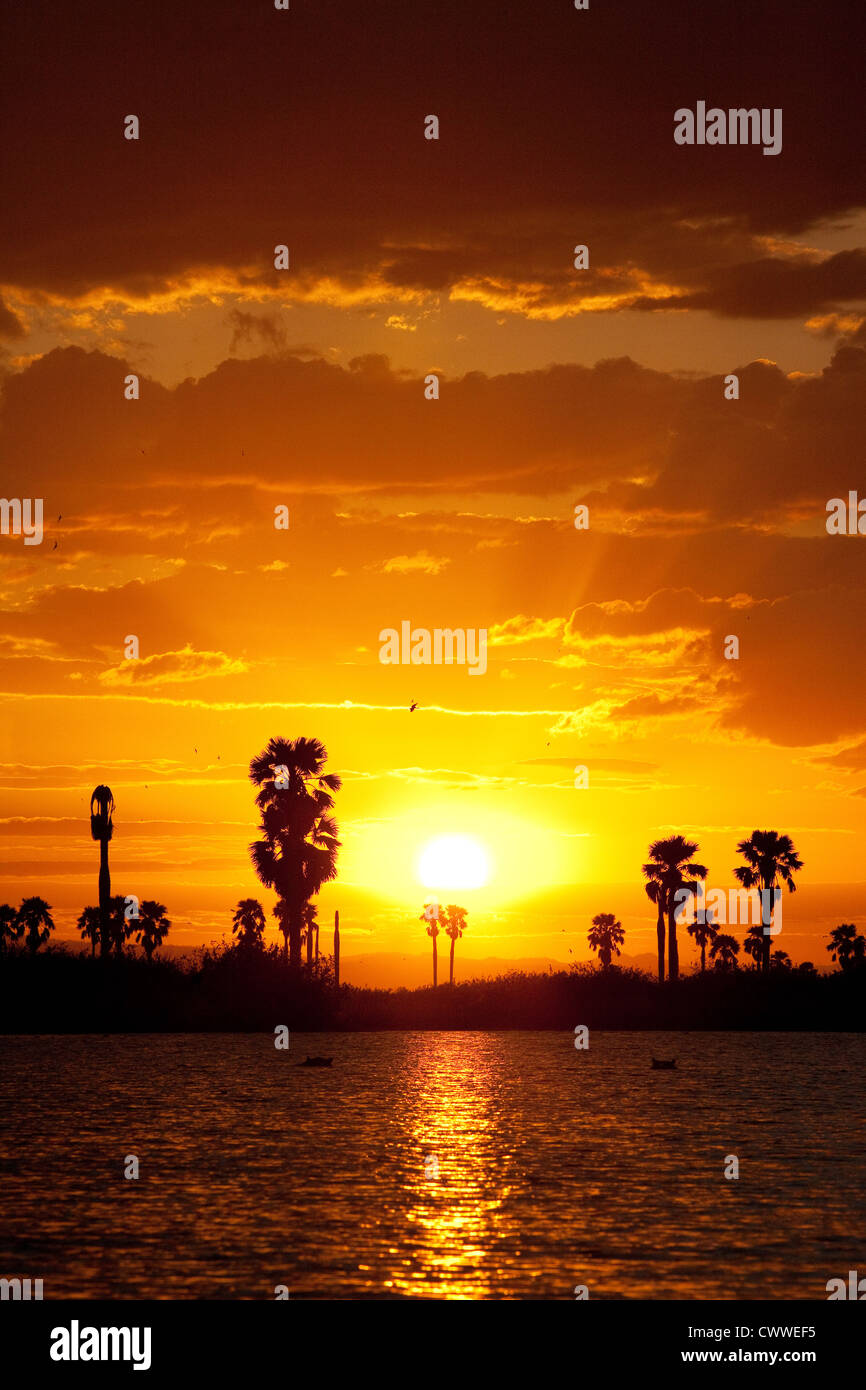 Tramonto africano con palme, Lago Manze, la Riserva Selous Tanzania Africa Foto Stock