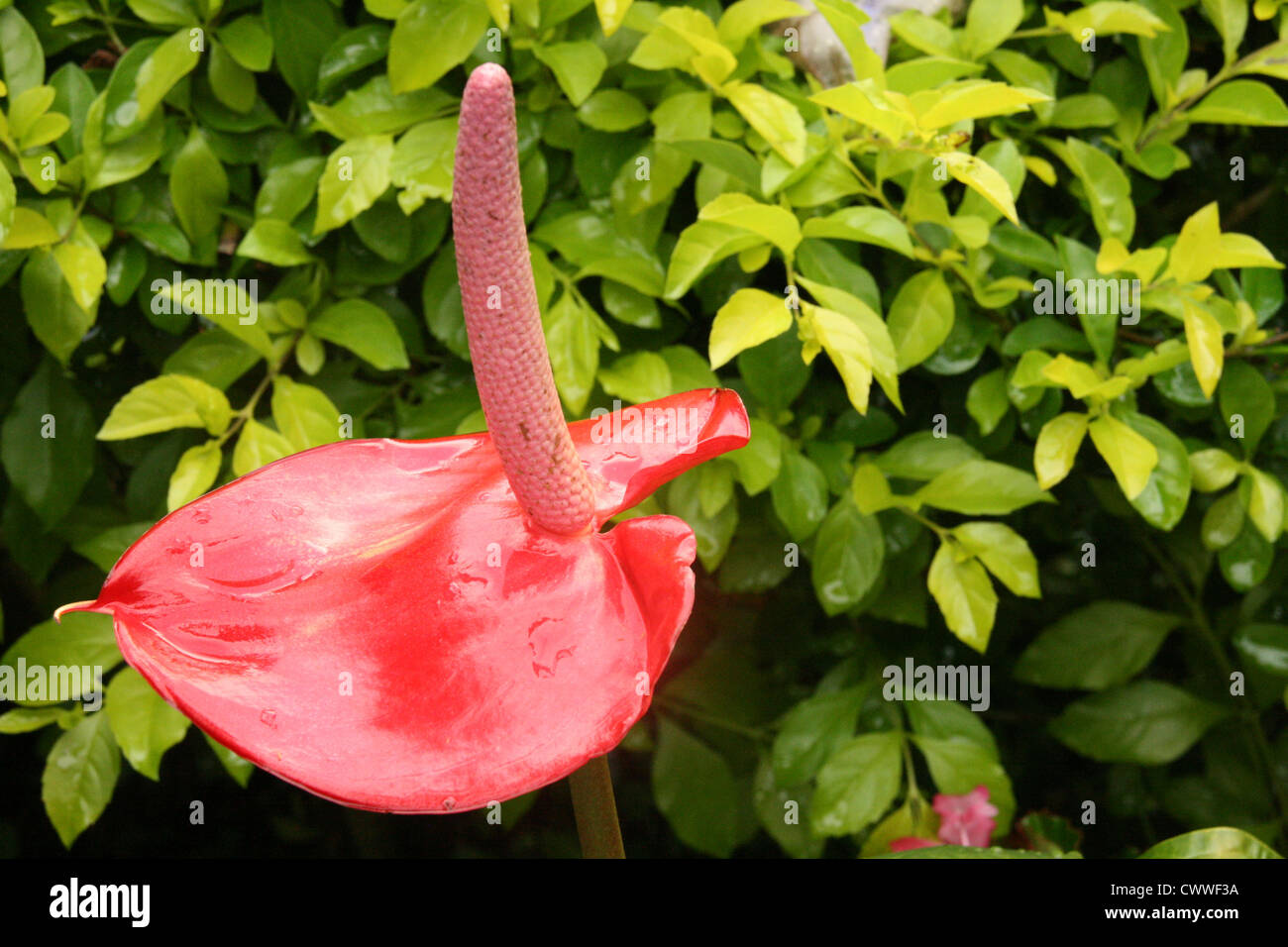 L'Anthurium fiore in Cameron Highlands, Malaysia Foto Stock