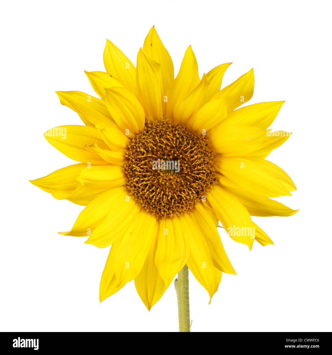 Solo il giallo oro girasole isolata contro bianco Foto Stock