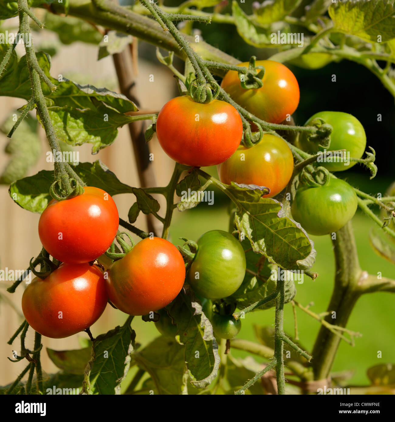I giardinieri di deliziare i pomodori in crescita sulla vite Foto Stock