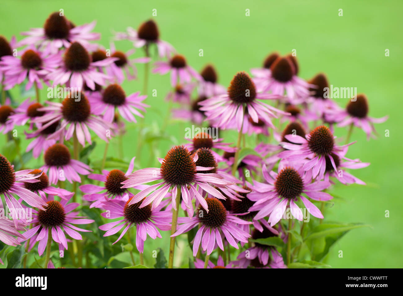 Primo piano porpora Echinacea purpurpurea fiorito in un giardino nel Wiltshire su uno sfondo verde sfocato, autunno, Regno Unito Foto Stock