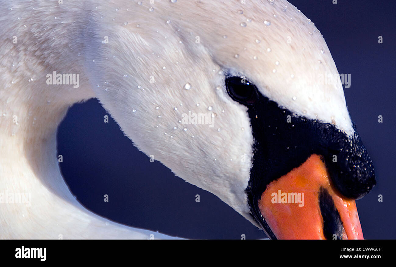 Close up di un cigno Foto Stock