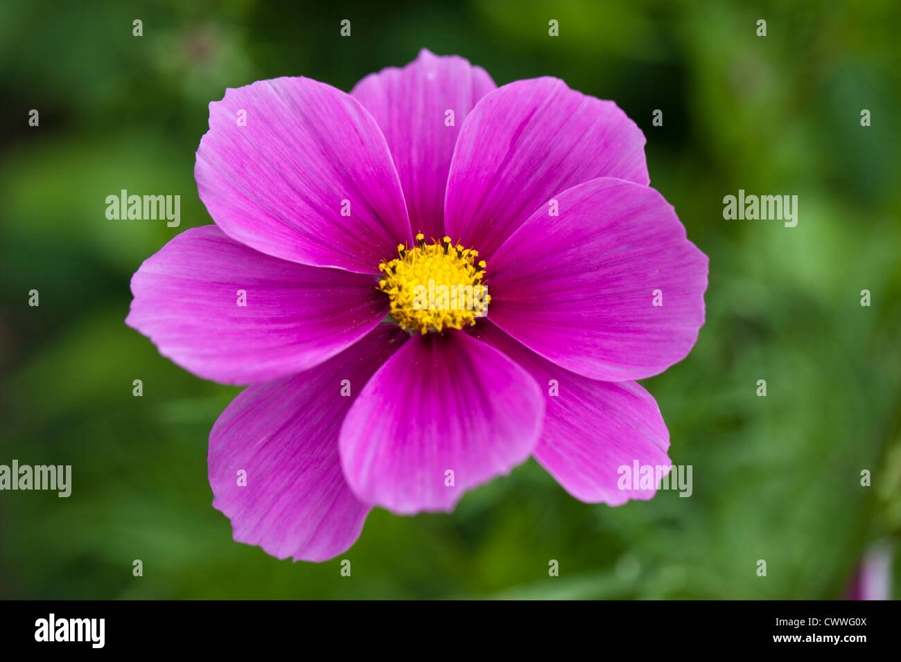 Primo piano di un fiore di Cosmos Rosa su uno sfondo verde sfocato, settembre Regno Unito Foto Stock
