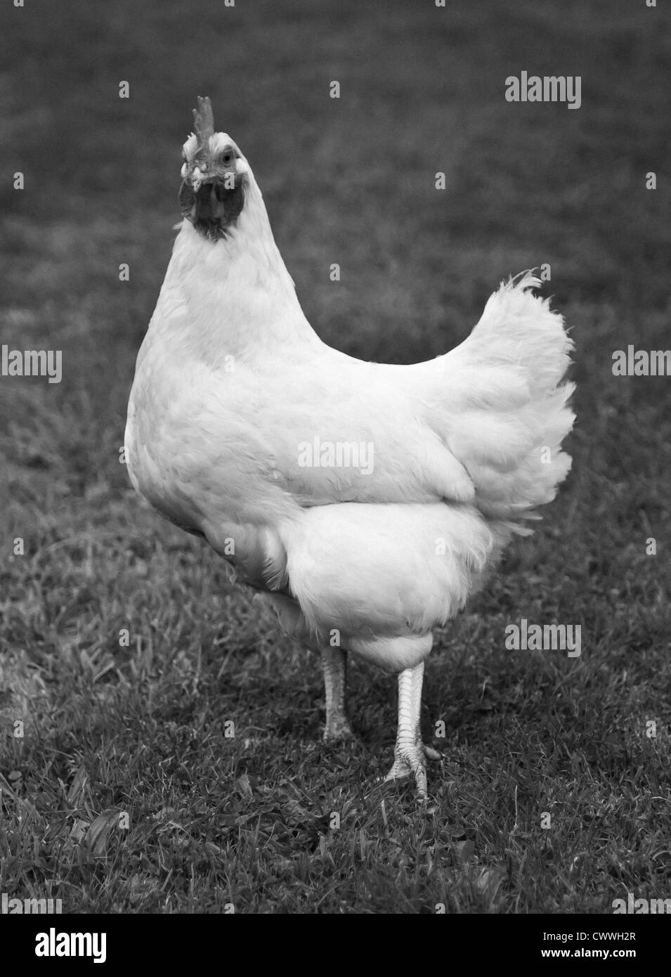 Immagine in bianco e nero di gallina Foto Stock