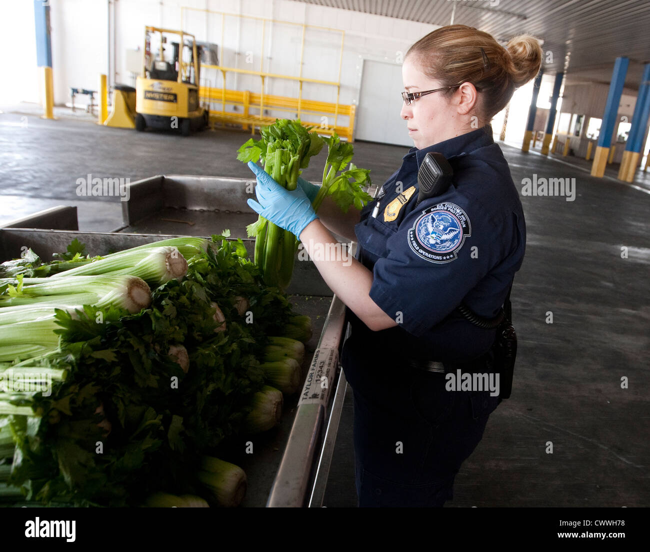 Femmina specialisti in agricoltura per U.S delle dogane e della protezione delle frontiere, ispezionare le scatole di sedano provenienti dal Messico Foto Stock