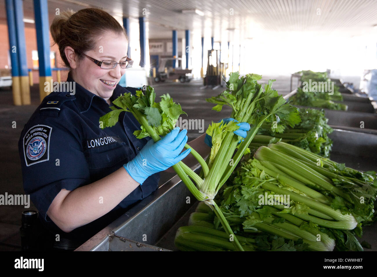 Femmina specialisti in agricoltura per U.S delle dogane e della protezione delle frontiere, ispezionare le scatole di sedano provenienti dal Messico Foto Stock