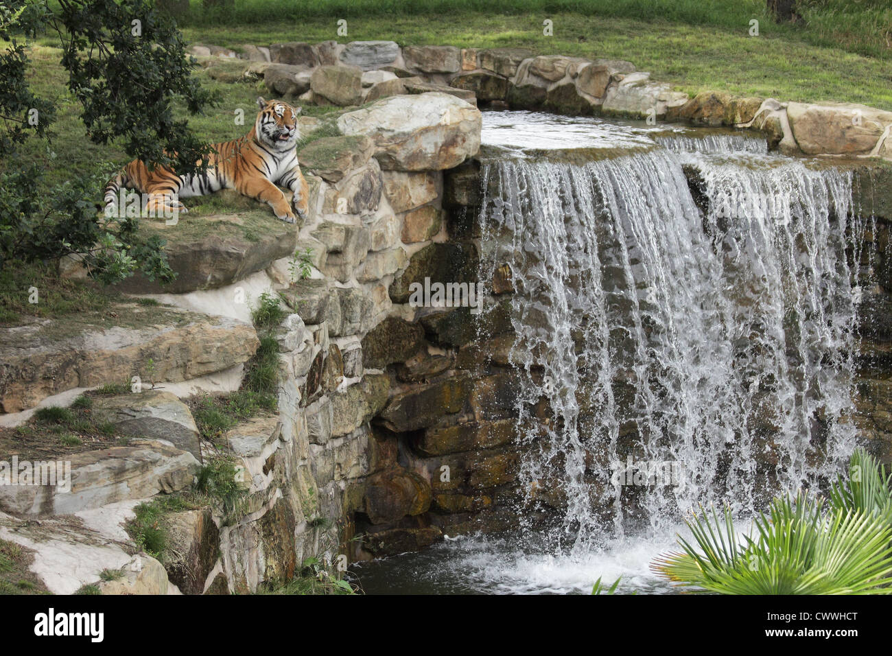 Amur tigre siberiana in posa vicino alla parte superiore di una cascata Foto Stock
