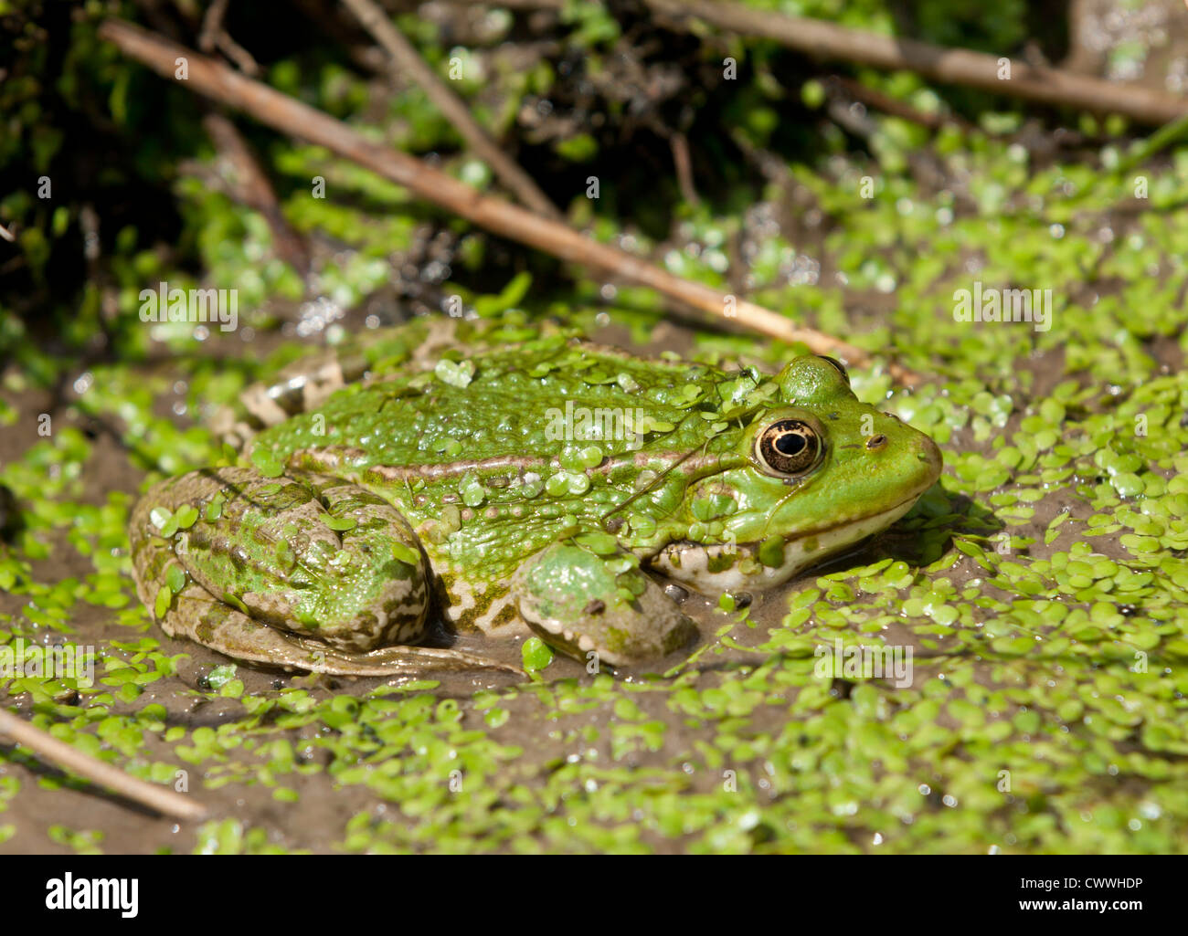 Rana verde seduto sulla cima di uno stagno pieno di erbaccia verde Foto Stock