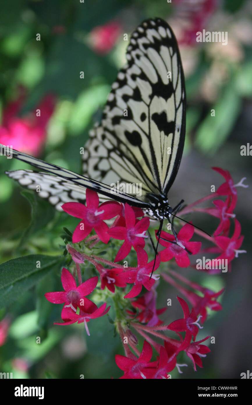 Farfalla monarca con fiori su un fiore Foto Stock