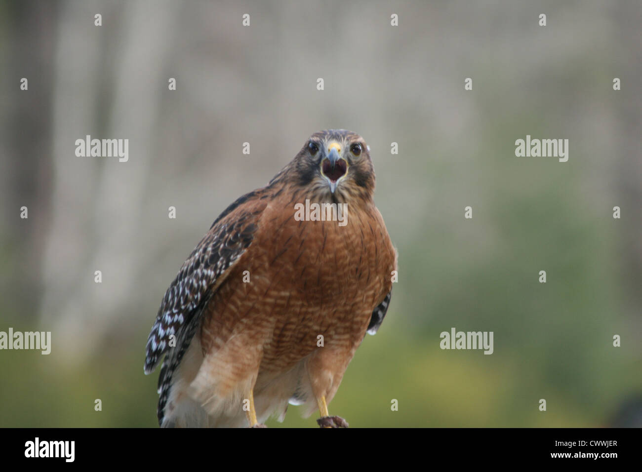 Hawk, red tailed Foto Stock