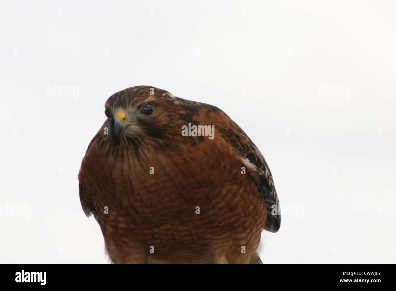 Falco rosso della coda Foto Stock