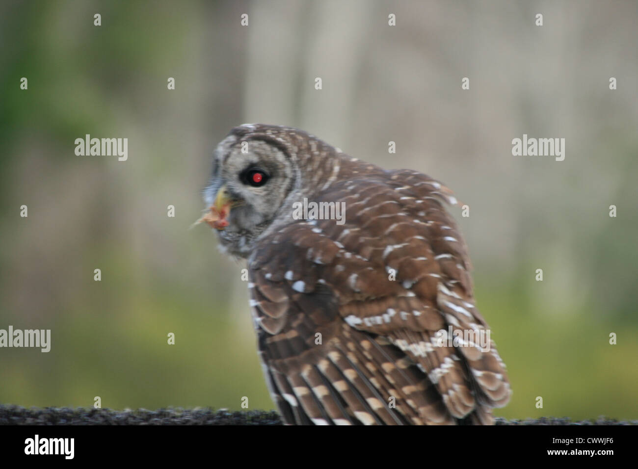 gufi Foto Stock