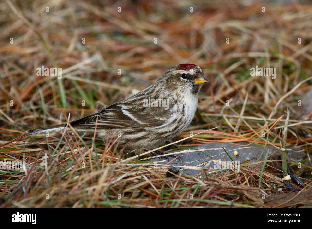 Redpoll comune in inverno Foto Stock