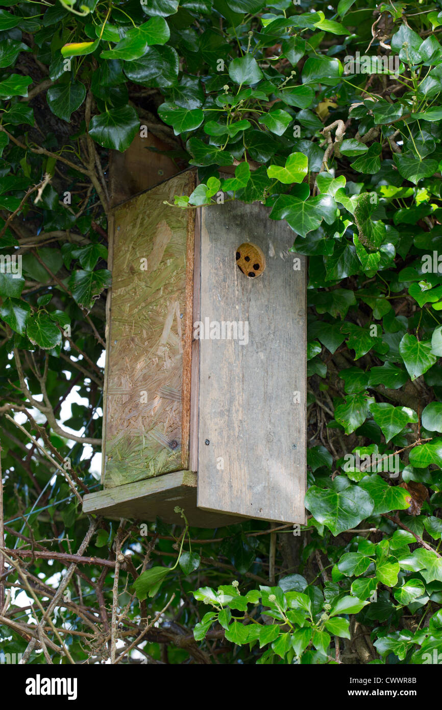 Nido di api; costruito nel nido di uccelli casella; Cornovaglia; Regno Unito Foto Stock