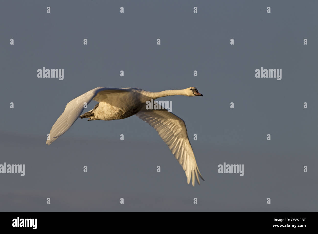 Cigno Cygnus olor in volo Foto Stock