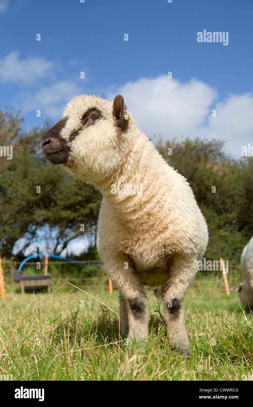 Il Dorset giù pecora; gli ovini; Regno Unito Foto Stock