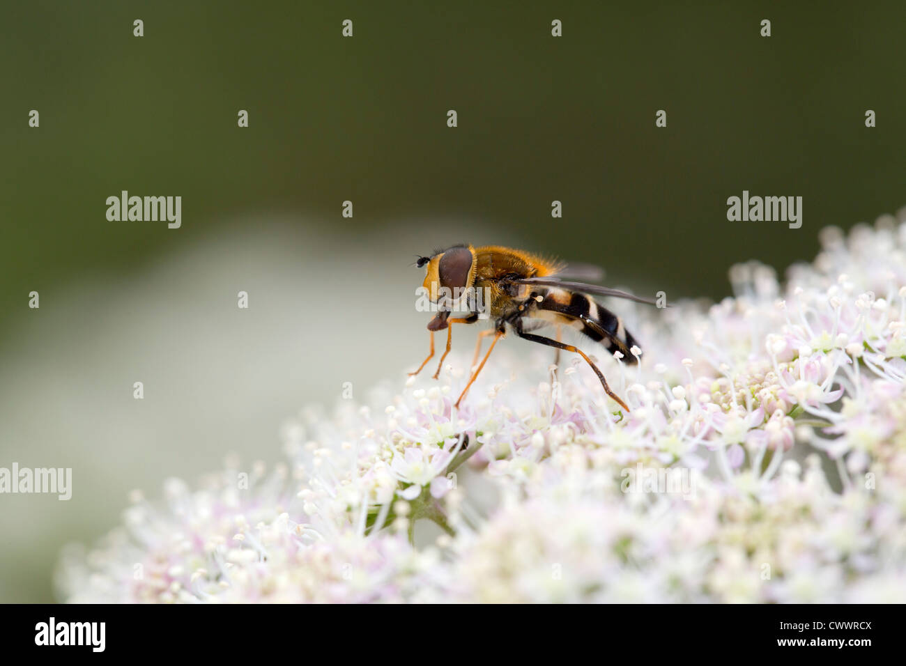 Hoverfly; sul fiore; Regno Unito Foto Stock
