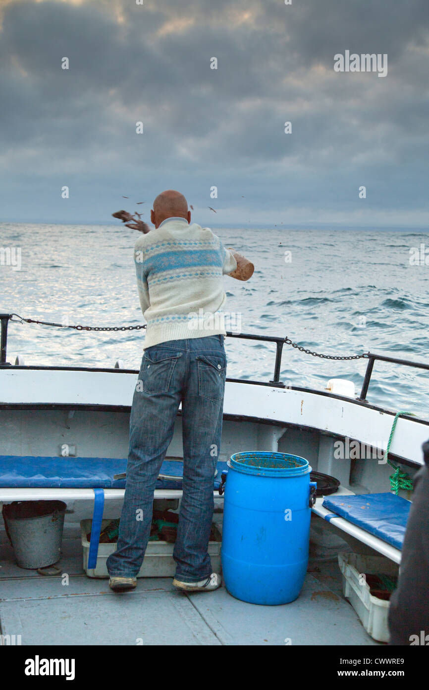 Viaggio pelagiche; gettando chum fuori per attirare gli uccelli; Regno Unito Foto Stock