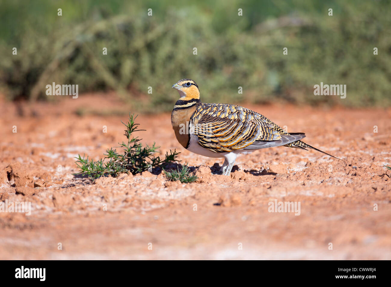 Pin Tailed Sandgrouse; Pterocles alchata; Spagna; estate Foto Stock