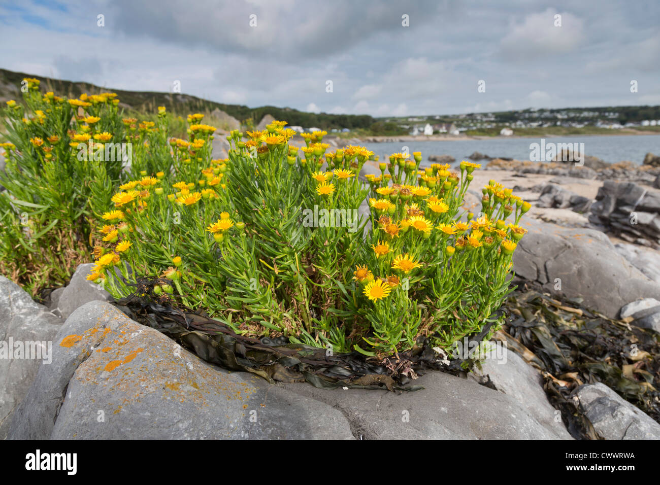 Port Eynon; Gower; Galles; Regno Unito; Golden Samphire; Inula crithmoides Foto Stock