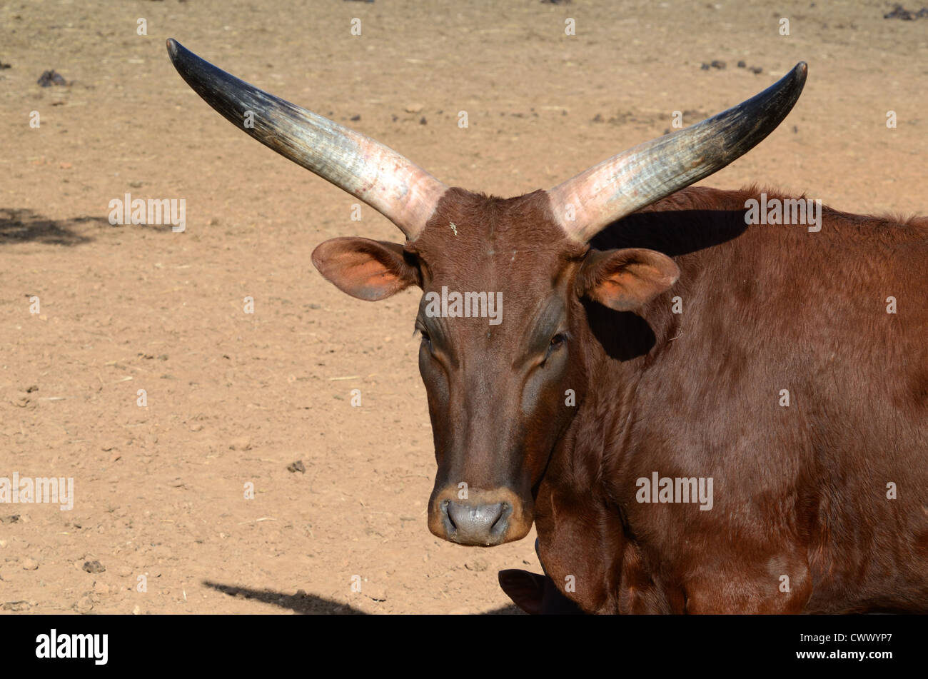 Bovini Ankole-Watusi o bovini da toro, bovini di Ankole o bovini con corno lungo Foto Stock