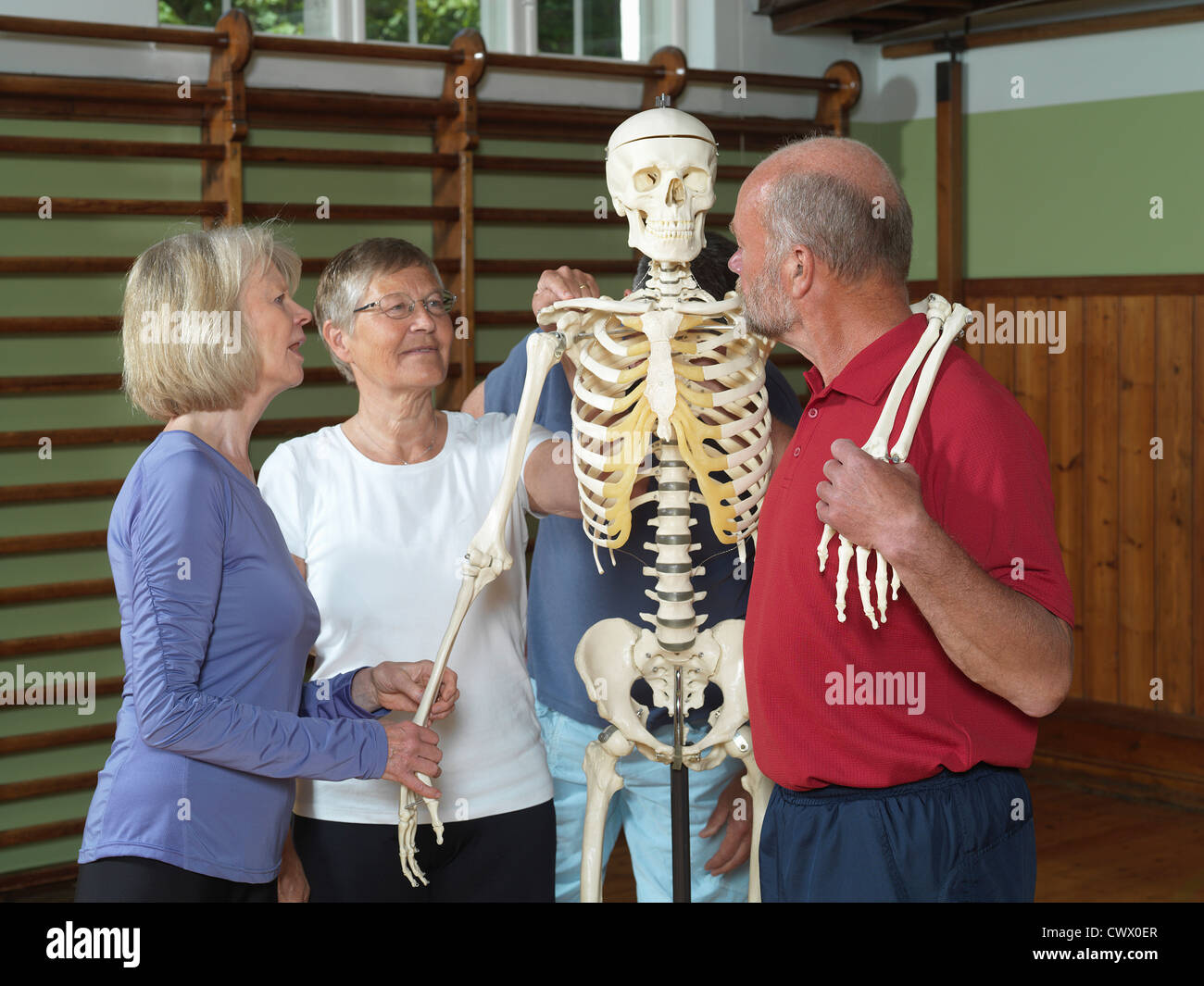 Le persone anziane esaminando lo scheletro Foto Stock
