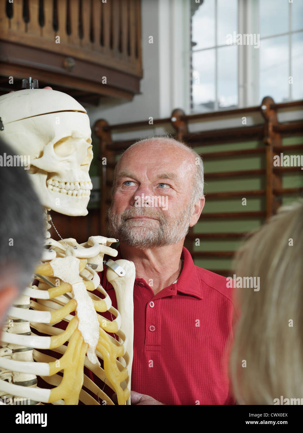 Le persone anziane esaminando lo scheletro Foto Stock