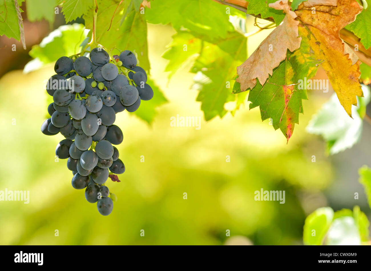 Uva del vino rosso Foto Stock