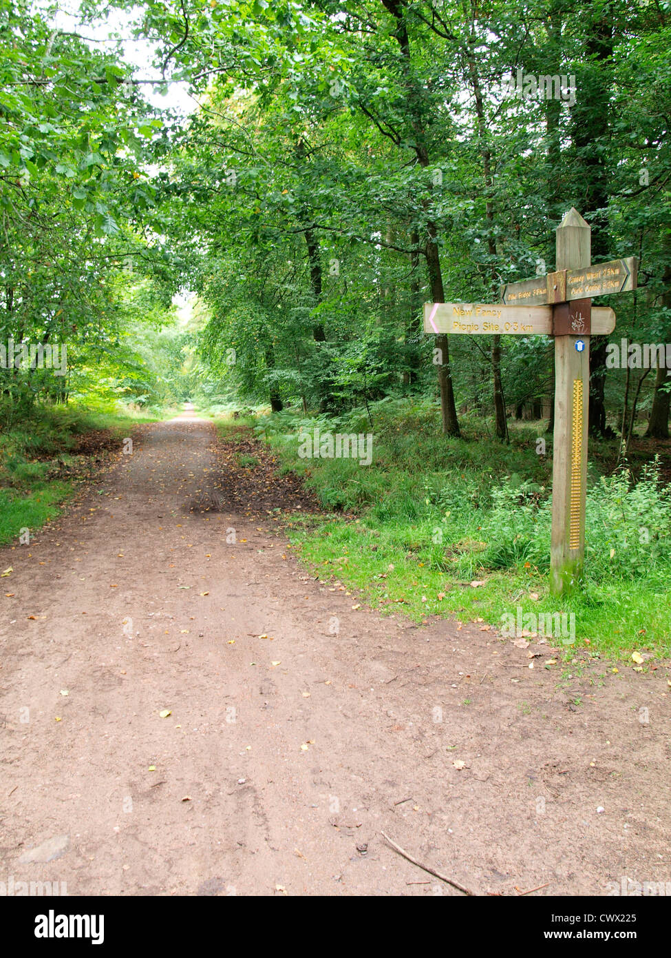 Piste ciclabili nella Foresta di Dean, REGNO UNITO Foto Stock