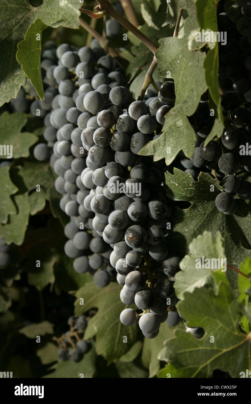 Immagine: Steve Race - Merlot maturazione uve da vino in Catalunya, Spagna. Foto Stock