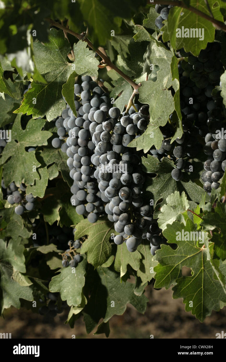 Immagine: Steve Race - Merlot maturazione uve da vino in Catalunya, Spagna. Foto Stock