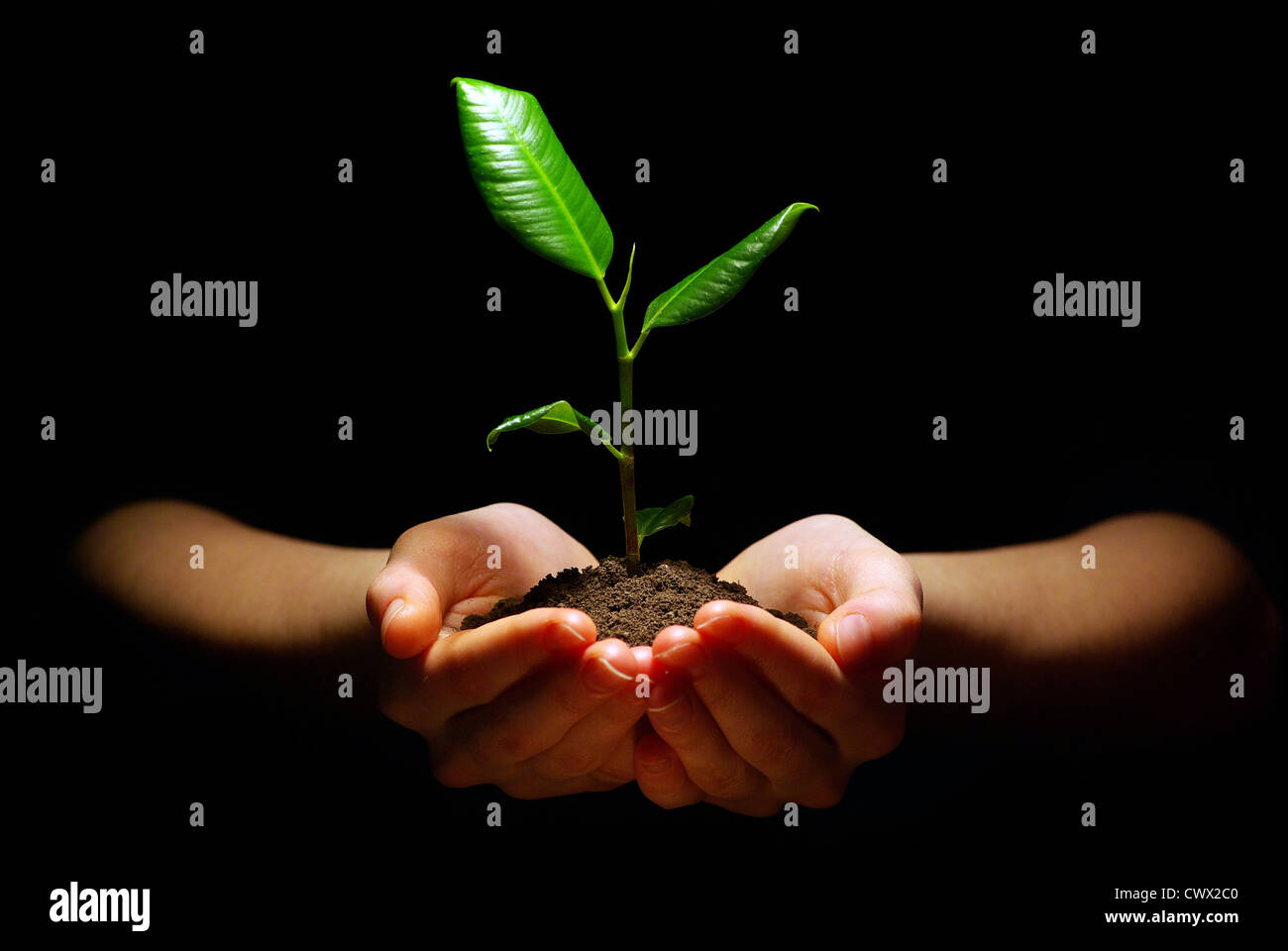 Mani pianta nel suolo su nero Foto Stock