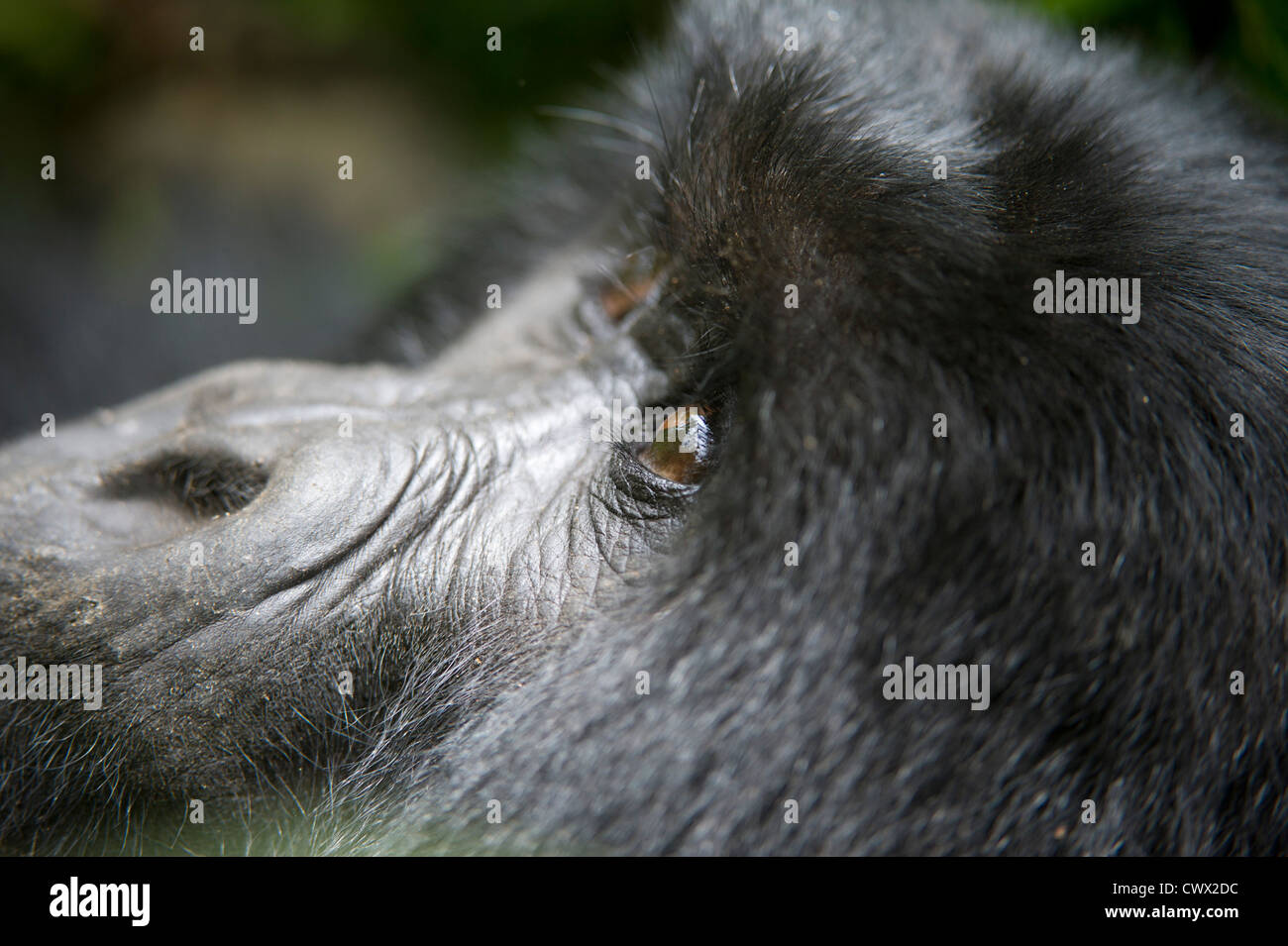 Gorilla di Montagna (Gorilla beringei beringei), il Parco nazionale di Virunga, Repubblica Democratica del Congo Foto Stock
