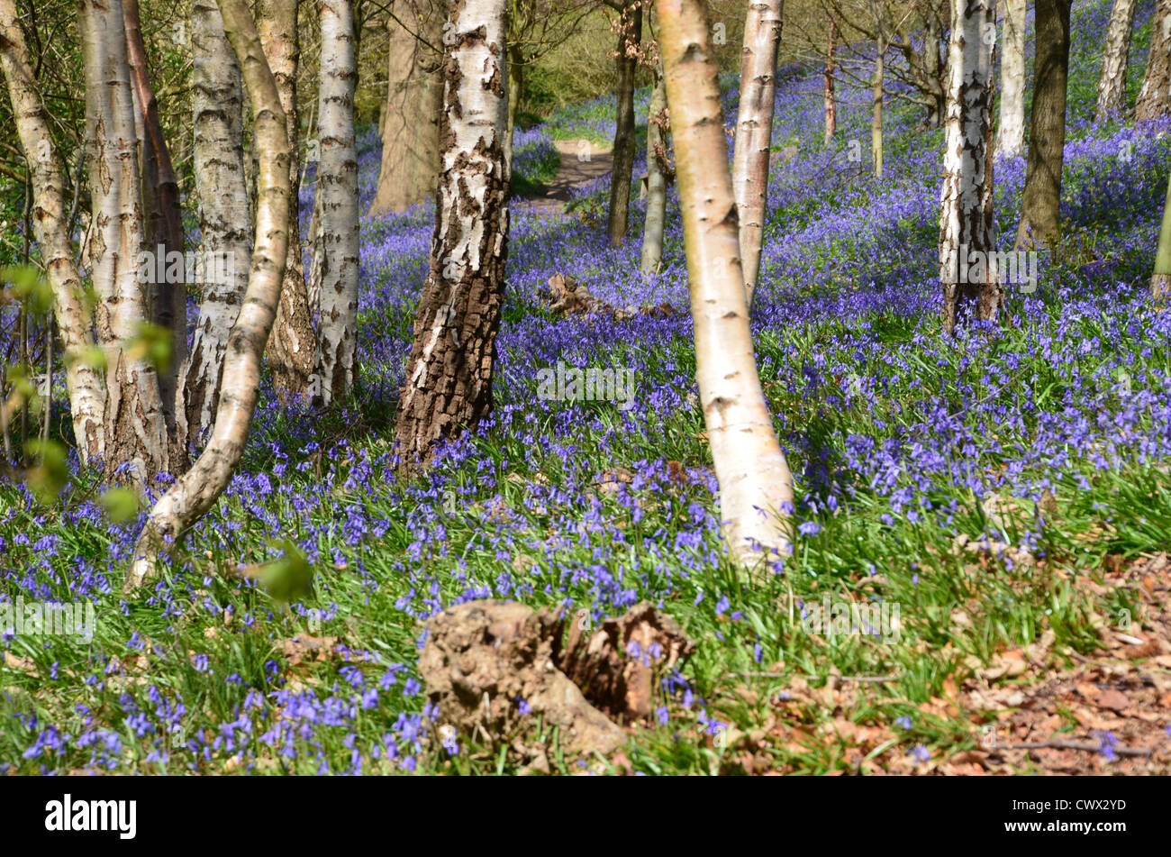 Bluebells in primavera - La grande campagna britannica Foto Stock