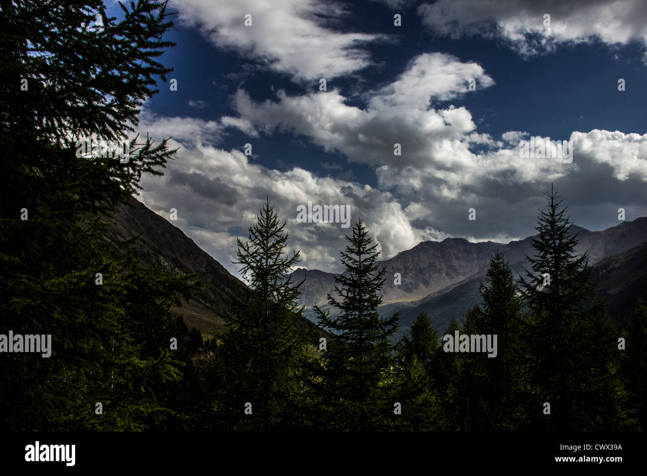 Estratto della natura adottate da una foresta in sudtirol Foto Stock
