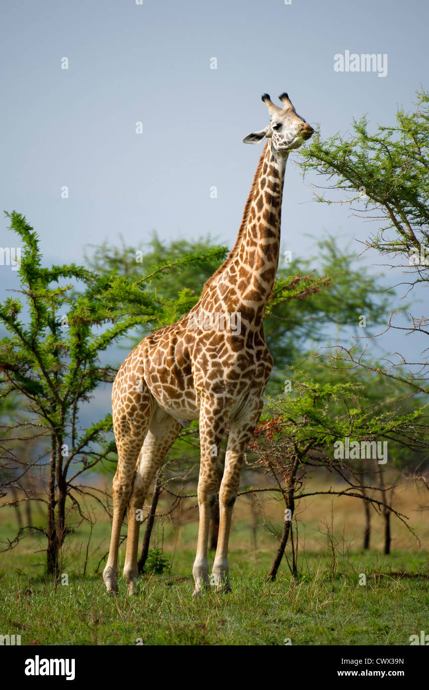 Maasai giraffe (Giraffa camelopardalis tippelskirchi), Akagera National Park, Ruanda Foto Stock