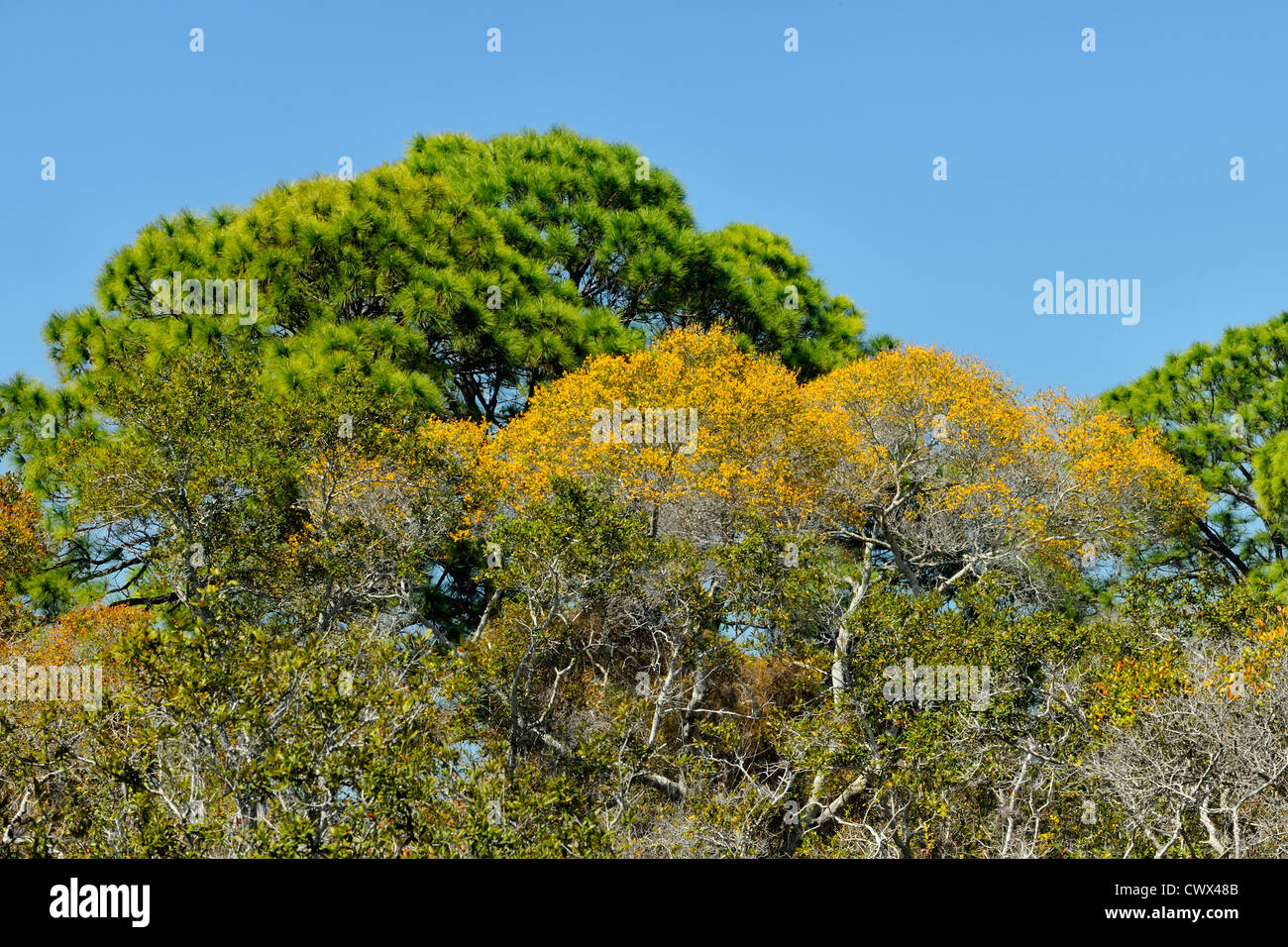 Alberi di quercia in quercia ecosistema scrub, Shamrock parco municipale, Venezia, Florida, Stati Uniti d'America Foto Stock