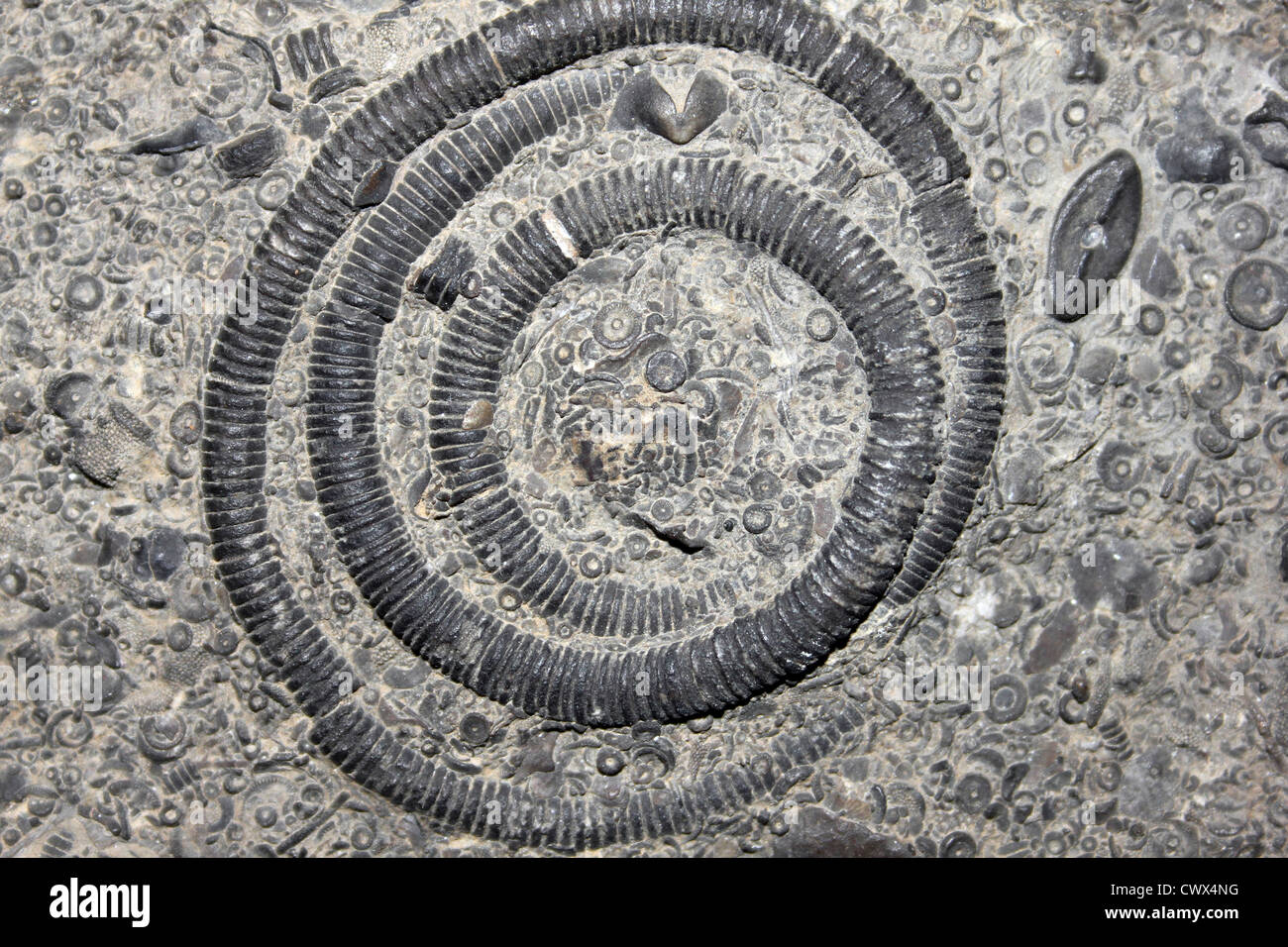 Spiralato stelo Crinoidal montagna, calcare carbonifero, Clifton Down, Mendip Hills Foto Stock