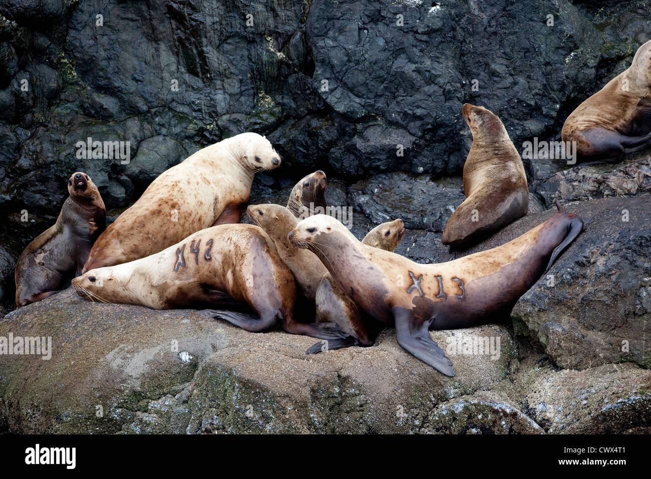 Stellar leoni di mare (Eumetopias jubatus) tirata fuori sulle rocce al largo dell'Alaska. Foto Stock