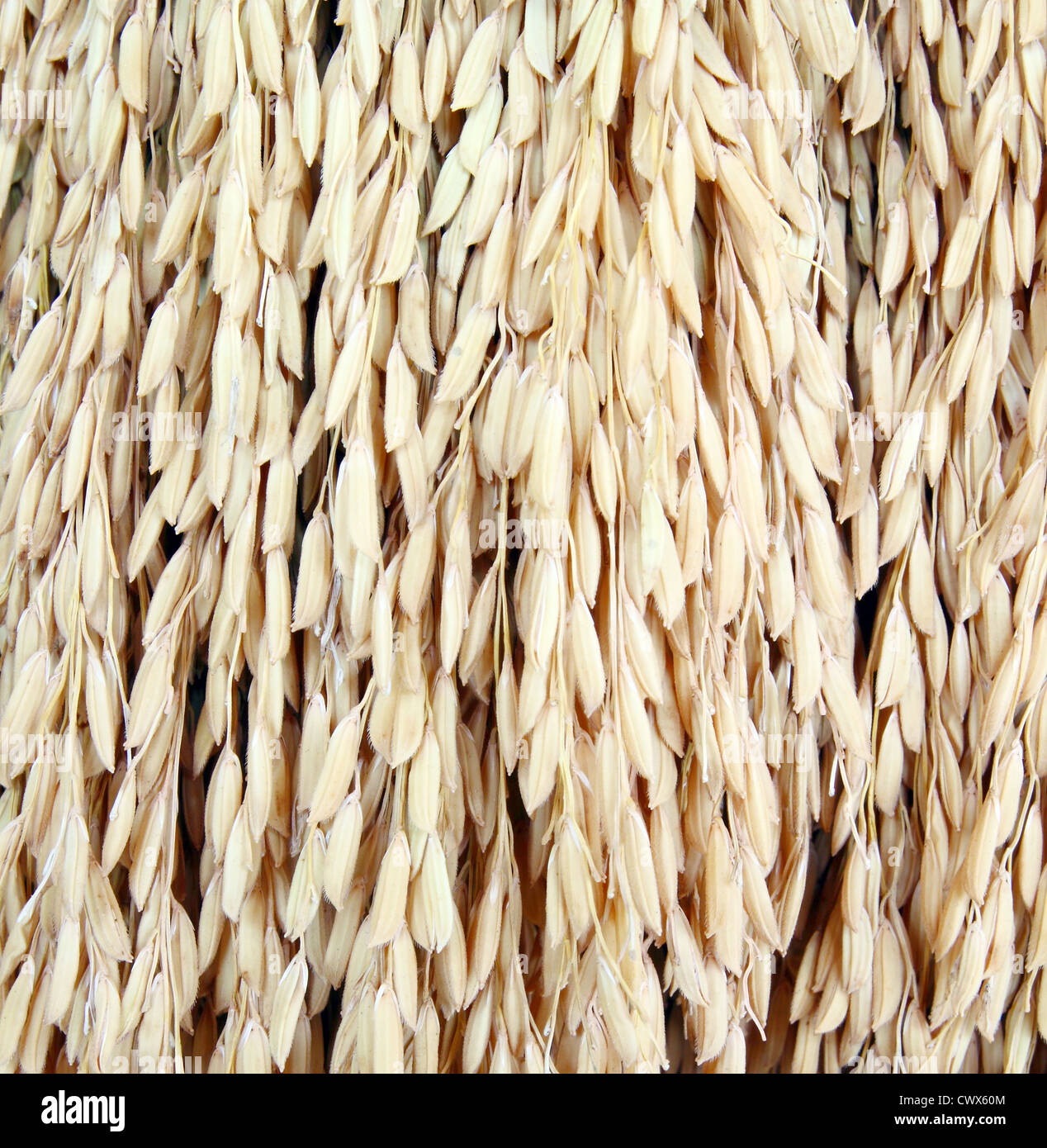 Close up golden picchi di riso Foto Stock